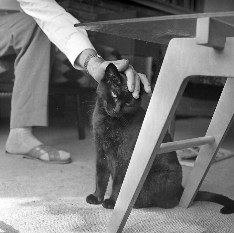 Een zwarte kat - hier vriendelijk geaaid - wordt beschouwd als een brenger van ongeluk. Vlissingen 1962. (Zeeuwse Bibliotheek, Beeldbank Zeeland, fotoarchief PZC)