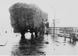 Ook landbouwproducten werden met de PSD-boten vervoerd. Op de foto een vrachtwagen met hooi, bij veerhaven De Val rond 1955. (Zeeuwse Bibliotheek, Beeldbank Zeeland)