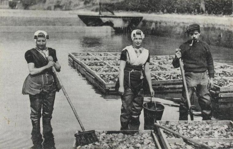Lavage d'huîtres vers 1915 (ZB, Banque d'images de la Zélande).