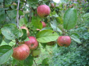 Een van de appelrassen