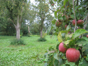 Appelboom in de boomgaard